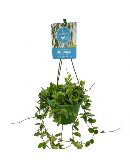 HOYA PICTA PUBER basket diametro 14 cm