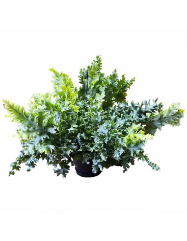 PHLEBODIUM AUREUM DAVANA HANGING basket diametro 20 cm