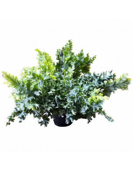 PHLEBODIUM AUREUM DAVANA HANGING basket diametro 20 cm