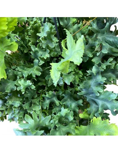 PHLEBODIUM AUREUM DAVANA HANGING basket diametro 20 cm