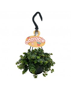 SEDUM MAKINOI 'KOSMOSJE' basket diametro 10,5 cm