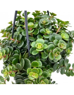 SEDUM MAKINOI 'KOSMOSJE' basket diametro 10,5 cm 2