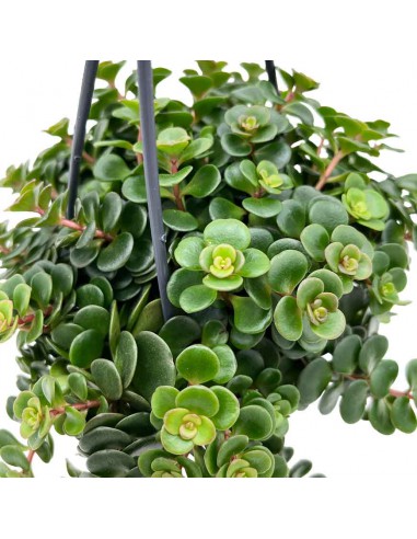 SEDUM MAKINOI 'KOSMOSJE' basket diametro 10,5 cm