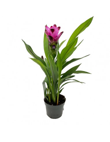 CURCUMA ALISMATIFOLIA "SIAM SPLASH" diametro vaso 13 cm