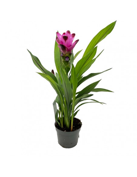 CURCUMA ALISMATIFOLIA "SIAM SPLASH" diametro vaso 13 cm