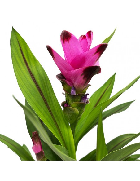 CURCUMA ALISMATIFOLIA "SIAM SPLASH" diametro vaso 13 cm