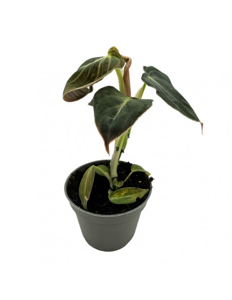 PHILODENDRON MELANOCHRYSUM MINI diametro vaso 6 cm