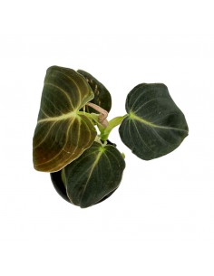 PHILODENDRON MELANOCHRYSUM MINI diametro vaso 6 cm 2