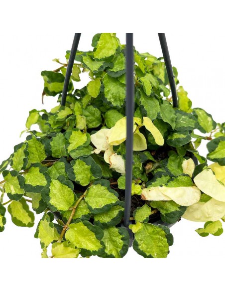 FICUS PUMIMILA basket diametro 10,5 cm