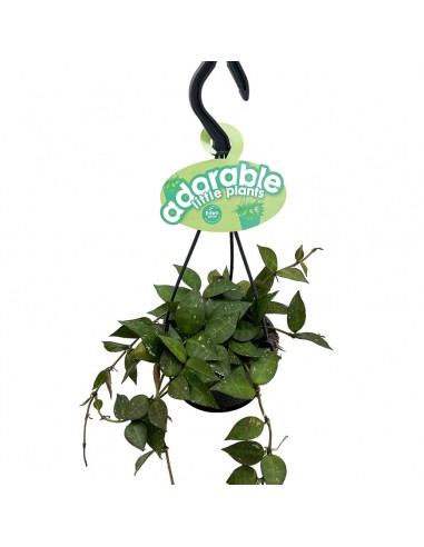 HOIA HROHNIANA 'SPLASH' basket diametro 10,5 cm