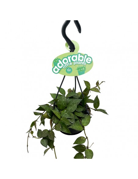 HOIA HROHNIANA 'SPLASH' basket diametro 10,5 cm