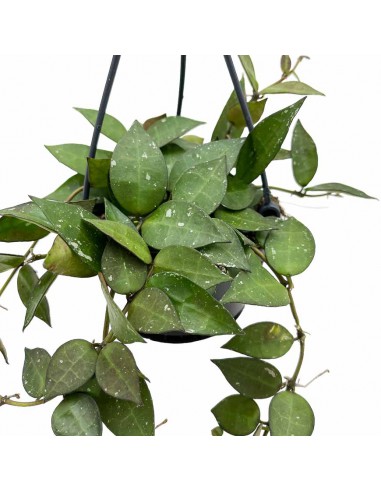 HOIA HROHNIANA 'SPLASH' basket diametro 10,5 cm