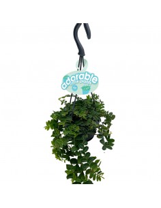 MARCGRAVIA UMBELLATA basket diametro 10,5 cm