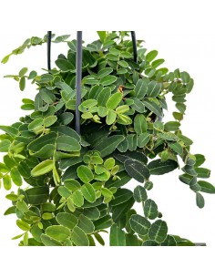 MARCGRAVIA UMBELLATA basket diametro 10,5 cm 2