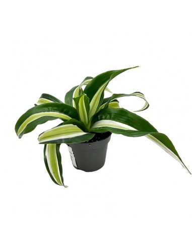 DRACAENA FRAGRANS COMPACTA MALAIKA diametro vaso 6 cm