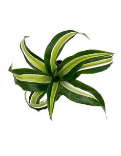 DRACAENA FRAGRANS COMPACTA MALAIKA diametro vaso 6 cm 2
