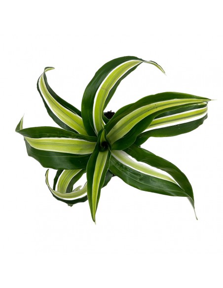 DRACAENA FRAGRANS COMPACTA MALAIKA diametro vaso 6 cm