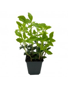 PACHYSANDRA TERMINALIS 'GREEN SHEEN' diametro vaso 9 cm