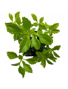 PACHYSANDRA TERMINALIS 'GREEN SHEEN' diametro vaso 9 cm 2