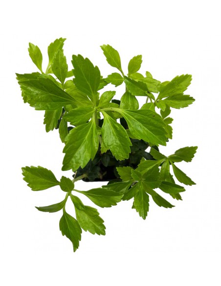 PACHYSANDRA TERMINALIS 'GREEN SHEEN' diametro vaso 9 cm