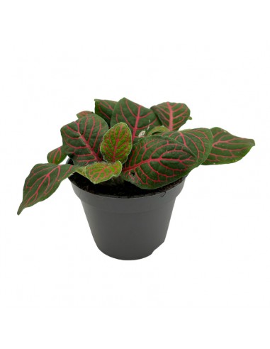 FITTONIA VERSCHIEDEA  'JOLY JOSAN' Diametro vaso 6  cm