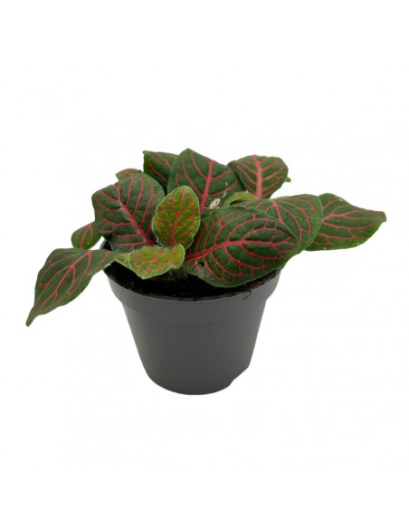 FITTONIA VERSCHIEDEA  'JOLY JOSAN' Diametro vaso 6  cm
