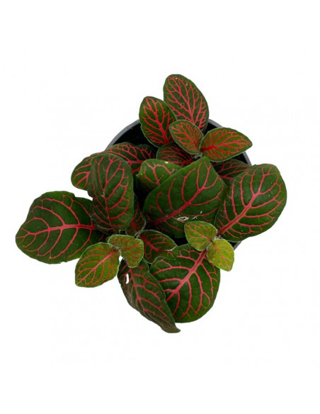 FITTONIA VERSCHIEDEA  'JOLY JOSAN' Diametro vaso 6  cm