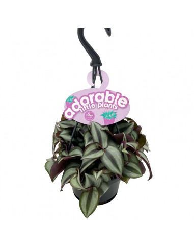 TRADESCANTIA ZEBRINA 'PURPUSII' basket diametro 10,5 cm