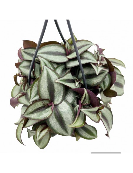 TRADESCANTIA ZEBRINA 'PURPUSII' basket diametro 10,5 cm