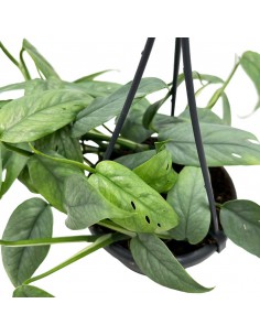 EPIPREMNUM PINNATUM 'CEBU BLUE' basket diametro 10,5 cm 2