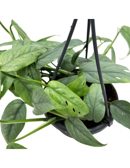 EPIPREMNUM PINNATUM 'CEBU BLUE' basket diametro 10,5 cm
