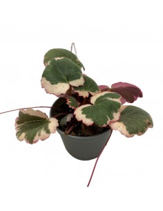 SAXIFRAGA STOLONIFERA TRICOLOR MINI diametro vaso 6,5 cm
