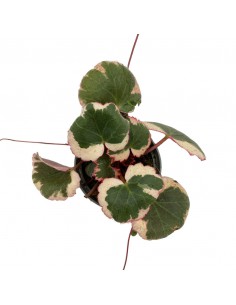 SAXIFRAGA STOLONIFERA TRICOLOR MINI diametro vaso 6,5 cm 2