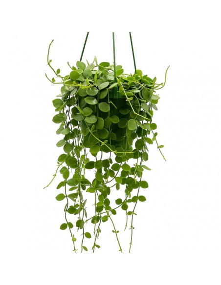 DISCHIDIA NUMMULARIA basket diametro 14 cm