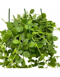 DISCHIDIA NUMMULARIA basket diametro 14 cm 2