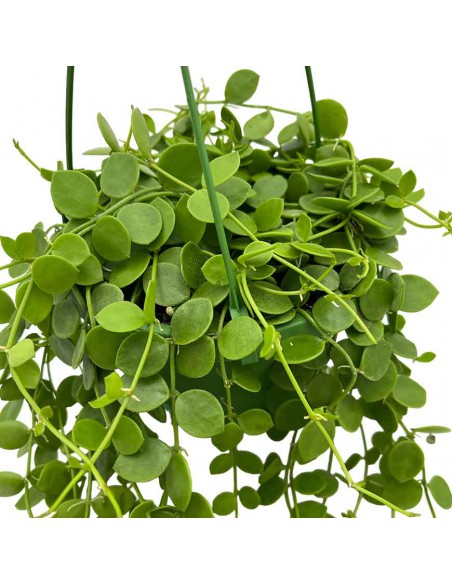 DISCHIDIA NUMMULARIA basket diametro 14 cm