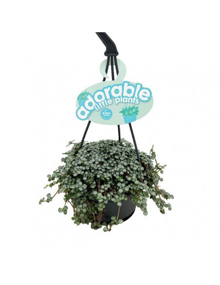 PILEA GLAUCOPHYLLA 'GREYZY' basket diametro 10,5 cm