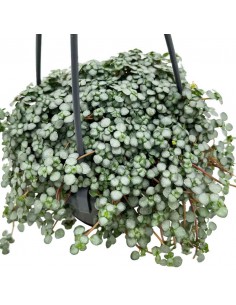 PILEA GLAUCOPHYLLA 'GREYZY' basket diametro 10,5 cm 2