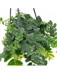 MARCGRAVIA UMBELLATA SINTENISII basket diametro 15 cm 2