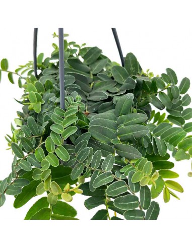 MARCGRAVIA UMBELLATA SINTENISII basket diametro 15 cm