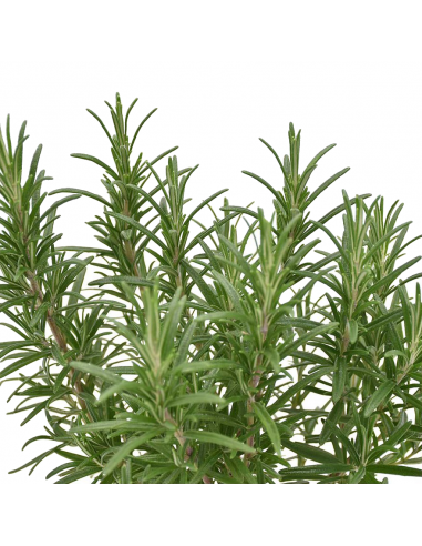 ROSMARINO AD ALBERELLO diametro vaso 25 cm