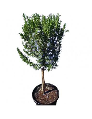 ROSMARINO AD ALBERELLO diametro vaso 25 cm