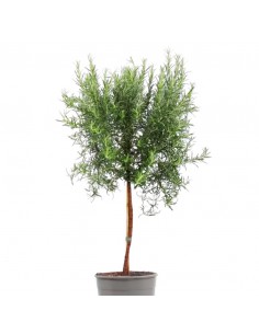 ROSMARINO SERPILLO ALBERELLO diametro vaso 14 cm 2