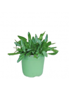 ERBA DI SAN PIETRO diametro vaso 14 cm 2