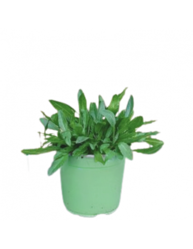 ERBA DI SAN PIETRO diametro vaso 14 cm