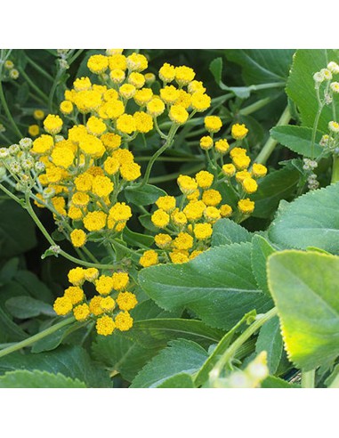 ERBA DI SAN PIETRO diametro vaso 14 cm