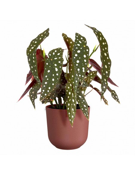 COPRIVASO ELHO JAZZ ROUND TUSCAN RED