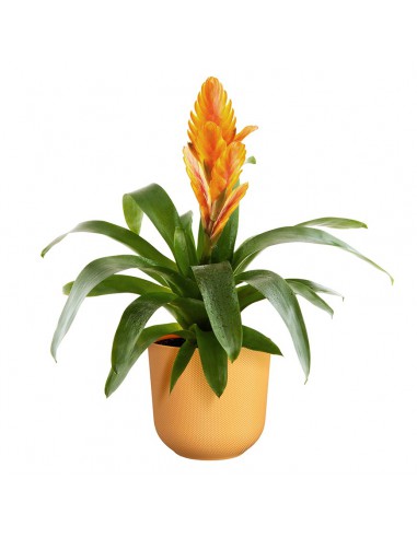 COPRIVASO ELHO JAZZ ROUND AMBER YELLOW