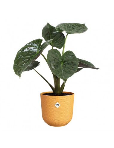 COPRIVASO ELHO JAZZ ROUND AMBER YELLOW