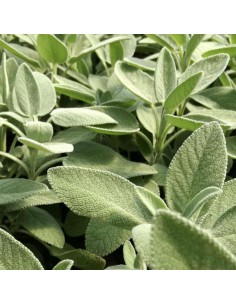 SALVIA COLOR diametro vaso 14 cm